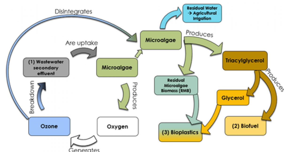 Microalgae utilization for plasticizers degradation, biofuel and plastic  production: Circular Economy Concept, Water Research Center