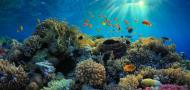 the coral Stylophora pistillata in the Gulf of Eilat/Aqaba in the era of rapid of urbanization and light pollution the coral Stylophora pistillata in the Gulf of Eilat/Aqaba in the era of rapid of urbanization and light pollution