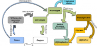 Microalgae utilization for plasticizers degradation, biofuel and plastic production: Circular Economy Concept Microalgae utilization for plasticizers degradation, biofuel and plastic production: Circular Economy Concept