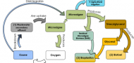 Microalgae utilization for plasticizers degradation, biofuel and plastic production: Circular Economy Concept