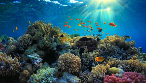The impact of light pollution on coral reefs
